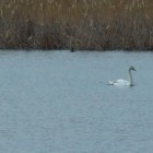birdwatching falticeni